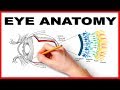 Eye anatomy and function  made easy