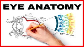 Eye Anatomy and Function  Made Easy