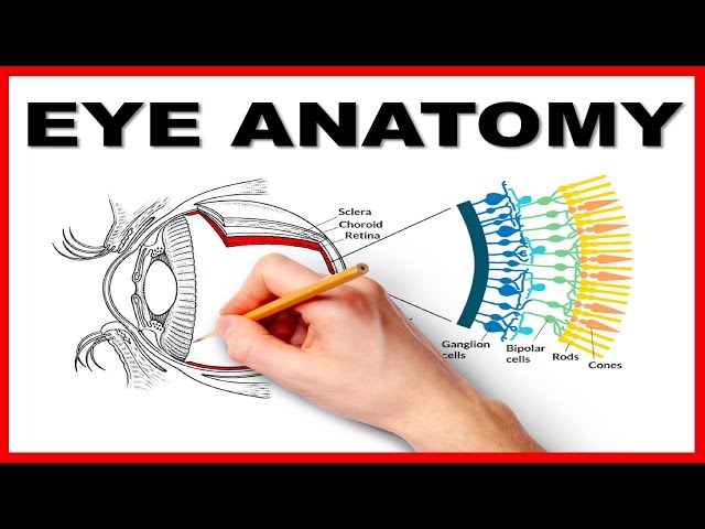 Eye Anatomy and Function - Made Easy class=