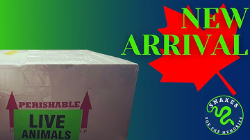 Unboxing From Mutation Creation New Ball Python