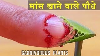 Amazing Carnivorous Plants around the world in Hindi || Plants that eats animals