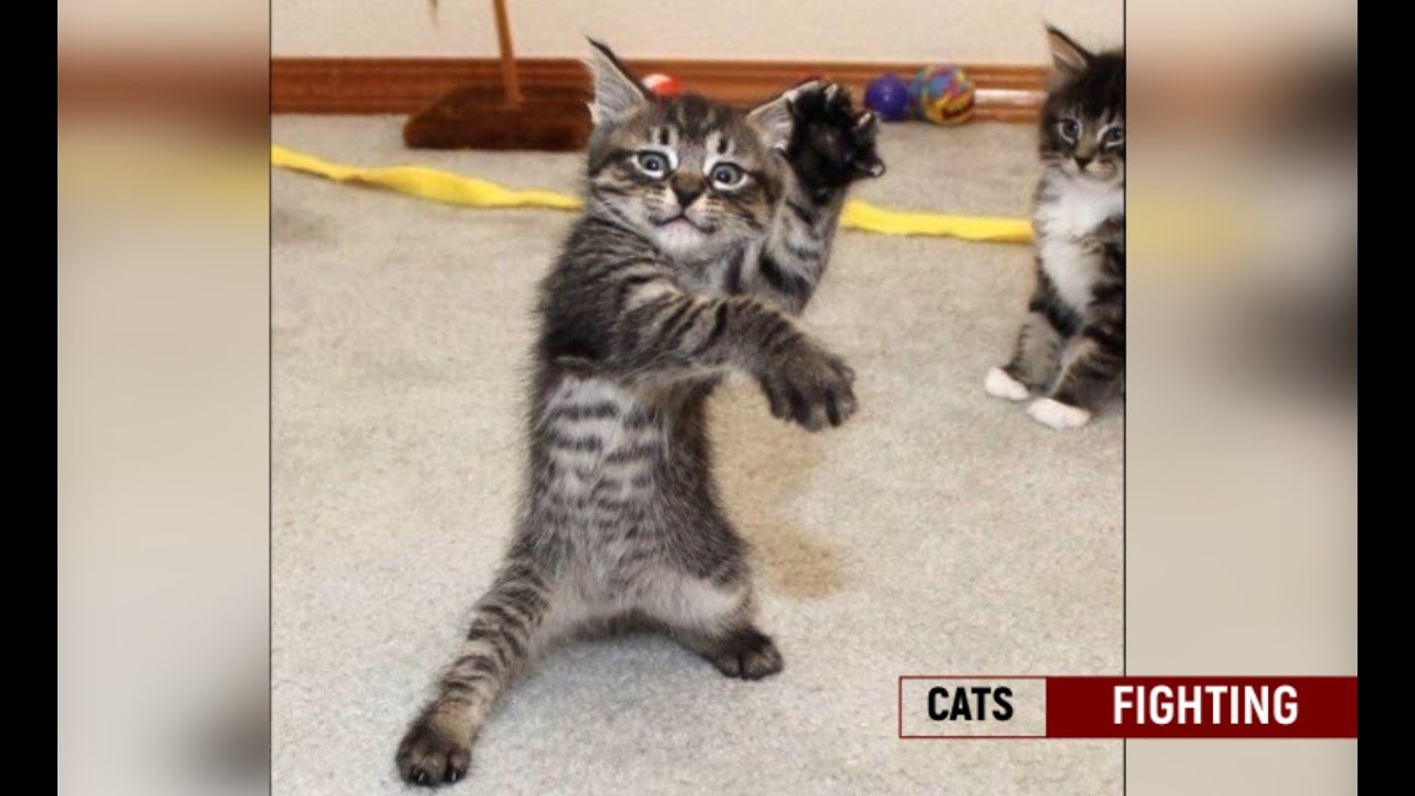 КОШАЧЬИ ДРАКИ ЧАСТЬ 2 | ANGRY CATS | NEW COMPILATION VIDEO DECEMBER 2021