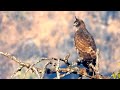 Erect crest feathers of changeable or crested hawk eagle at wildfilmsindia himalayan estate