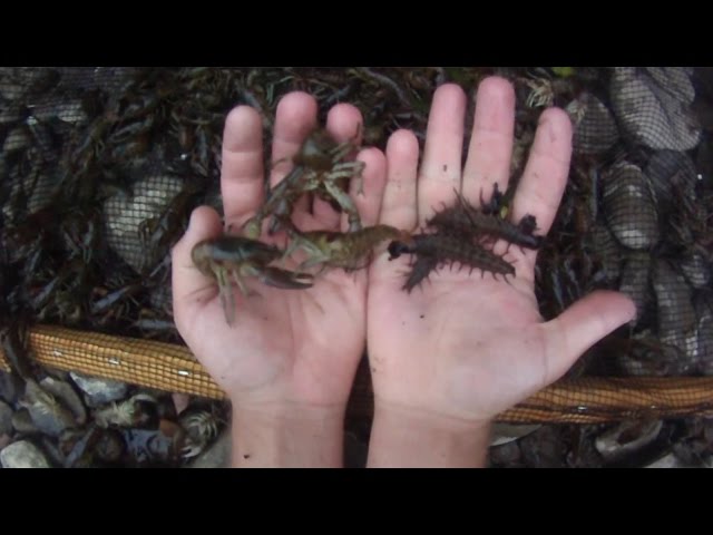 How To #4: Catch Hundreds of Crayfish and Hellgrammites by Seine Net for Bait  Fishing 