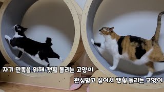 자기 만족을 위해 캣휠 돌리는 고양이 vs 관심받고 싶어서 캣휠 돌리는 고양이