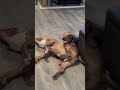 #yorkie #pitbull #youtubeshorts #shortvideo