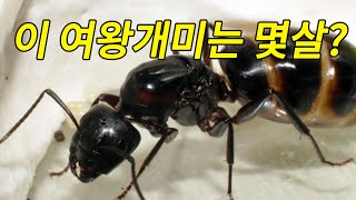 삶에 도움되진 않는 지식) 개미 사육자가 가르쳐주는 여왕개미 사육 수명 예상하는 방법.