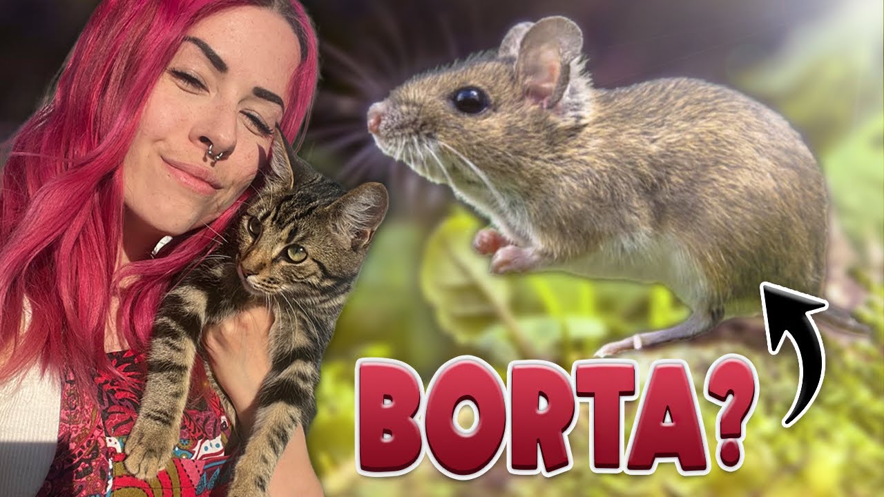 VAD HÄNDE MED MÖSSEN?