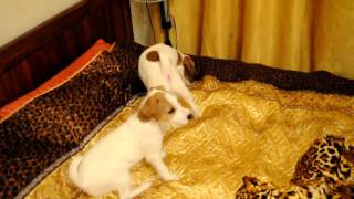 Juliasavidova Parson Russell - Koko And Romb-12 Weeks