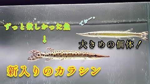 マーブルハイドロシナスガー Youtube