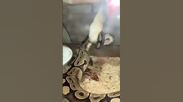 😱AGGRESSIVE BALL PYTHON BITE #shorts #reptiles