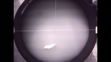 The Morris Water Maze  Task