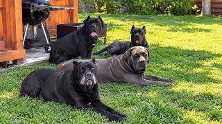 Personne Ne Voulait De Quatre Cane Corsos De 60 Kg, Jusquà Ce Quune Femme Accepte De Les Adopte...
