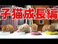 赤ちゃんを身ごもった野良猫親子の保護記録③　子猫成長編