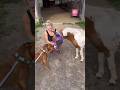 Tatum Meets Mini Horse