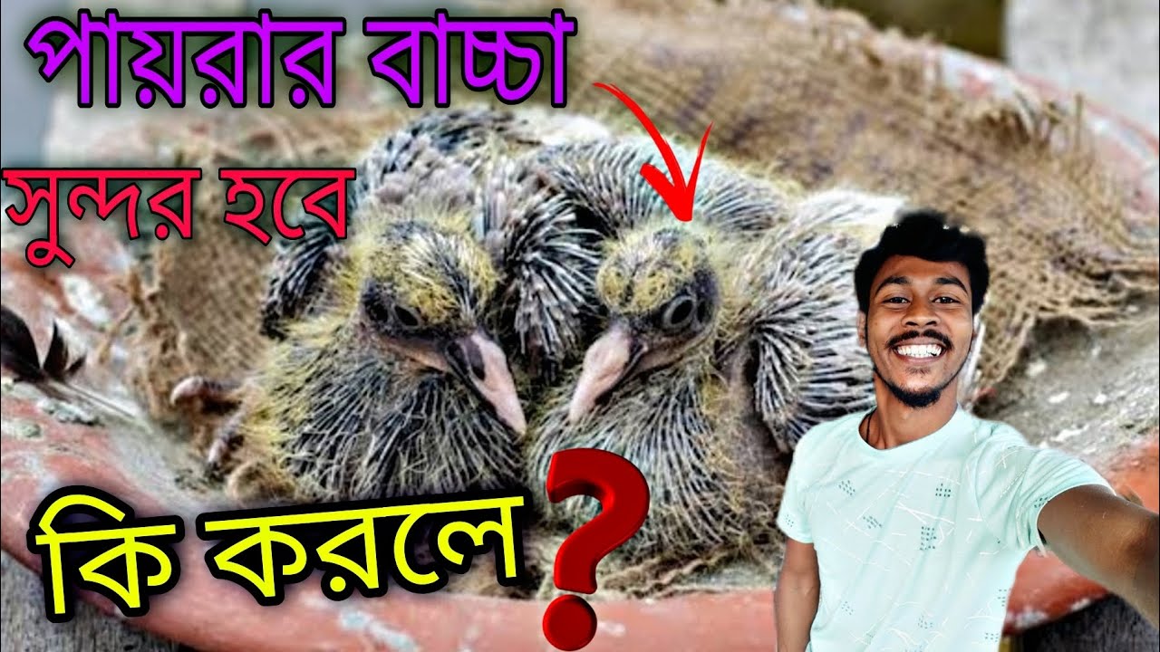 What can you do to help baby pigeons grow up faster 🤔#myworld #Pigeoncare