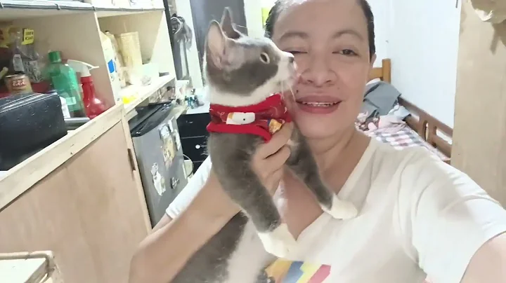 Watch the video about My nude cats #sphynx #bambinocat #cats