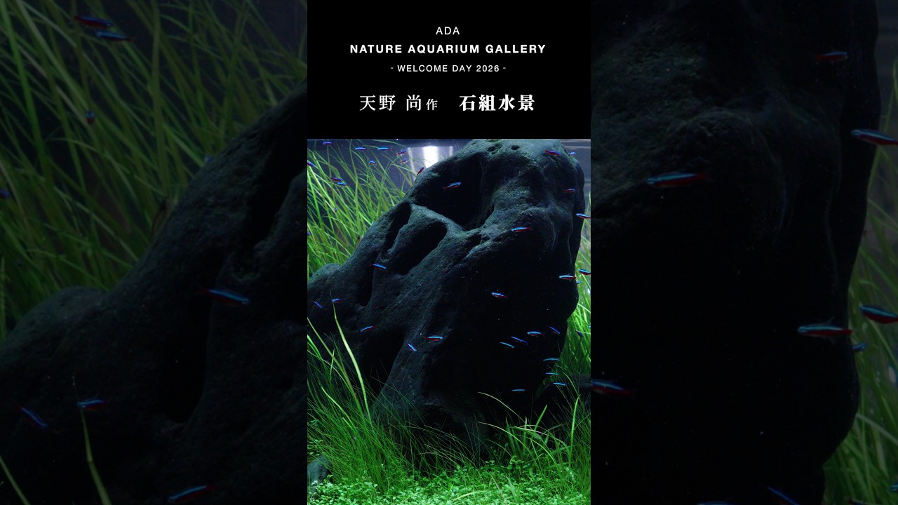 Breathtaking World of Nature Aquarium] ADA NATURE AQUARIUM GALLERY