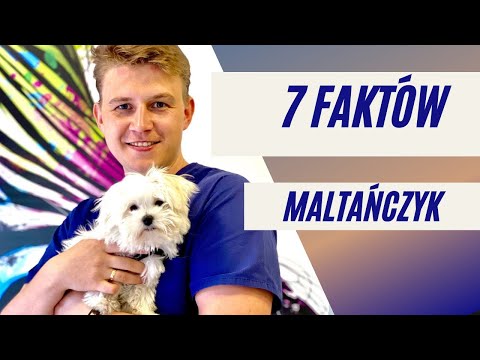 7 faktów - Maltańczyk.  Czy to pies dla Ciebie?