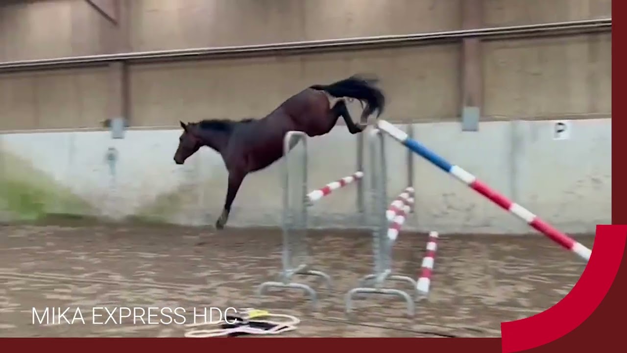 MIKA EXPRESS HDC - France Etalons - 2026