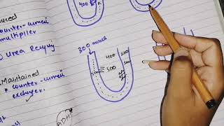 Urine concentration, part 3 stepwise increase in osmolarity,