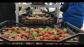 Novatec S.A. - Strawberries Sorting & Packing Line