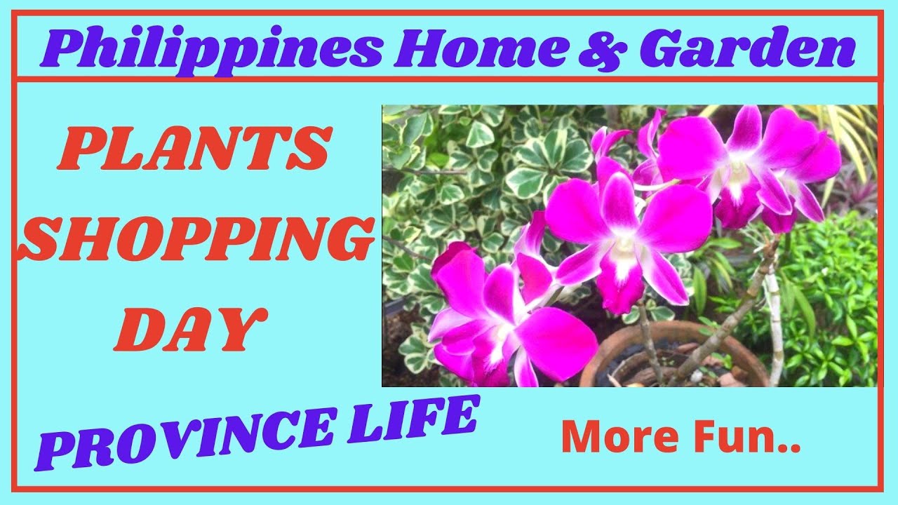 Where to buy plants in the Philippines YouTube