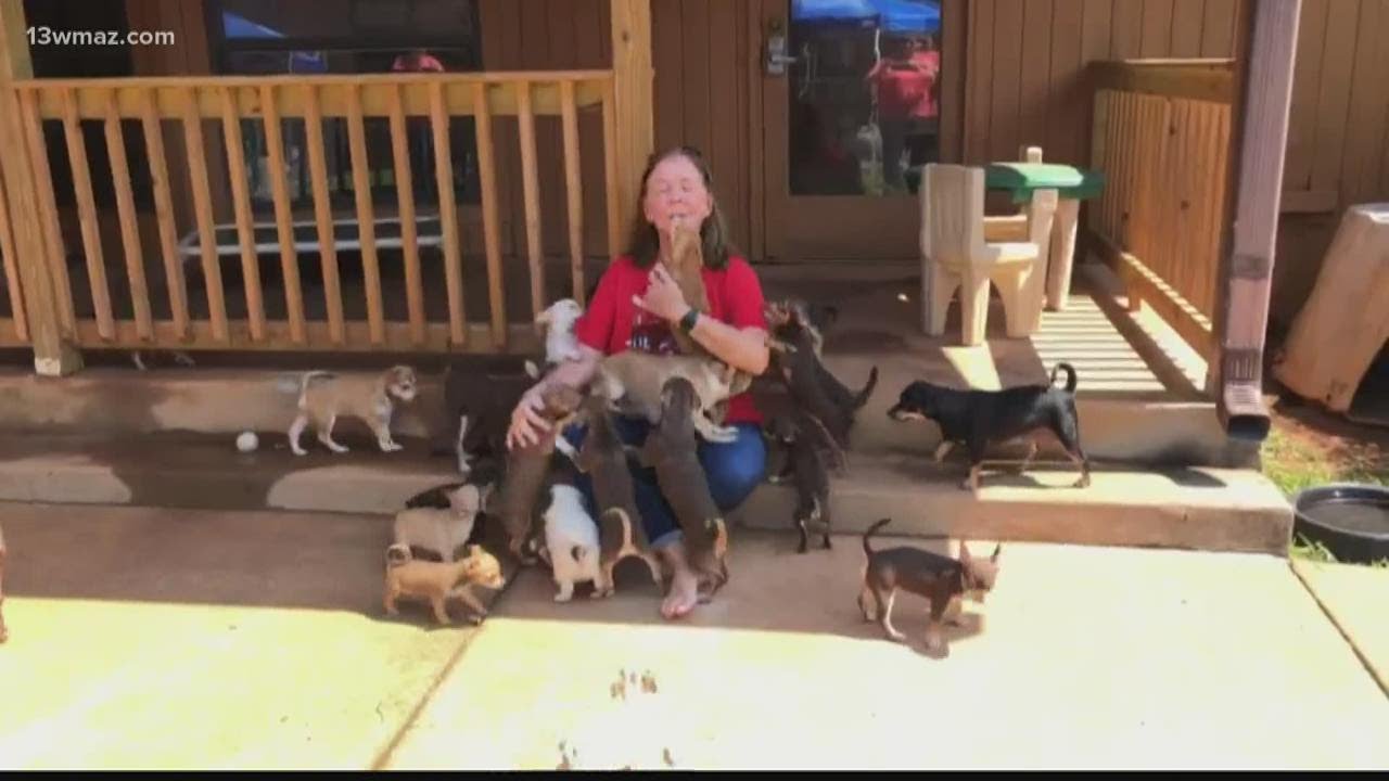 Almost 200 chihuahuas up for adoption at Noah's Ark animal sanctuary