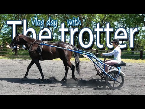 วีดีโอ: เบื้องหลังกับ Trotter