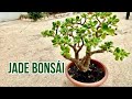 Como engordar el tronco del #arboldejade #jadebonsai