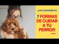 🐶🐕‍🦺 7 Formas De CUIDAR a Tu PERRO ENFERMO