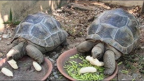 Lek หลัก 4 - เปลี่ยนระบบ  Overflow มาตรฐานเป็นระบบ Overflow Full Services ตู้ 72" (มีปลา) 2 ใบ Set 2