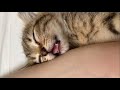 夢の中でご飯を食べる仔猫