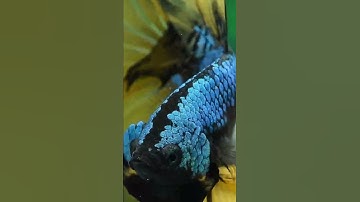 cá betta đẹp nhất