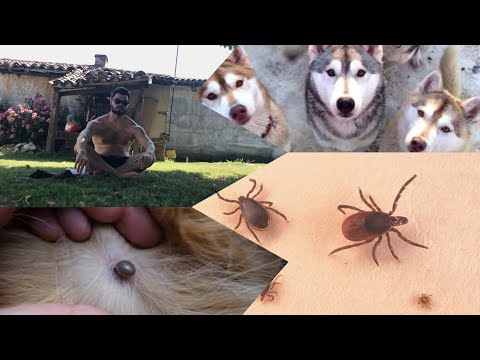 Vidéo: Vitesse Comparative De Mise à Mort Du Sarolaner (Simparica ®) Et De L'afoxolaner (NexGard ®) Contre Les Infestations Induites D'holocyclus D'Ixodes Chez Le Chien