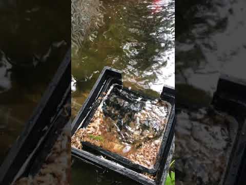 DIY pond skimmer