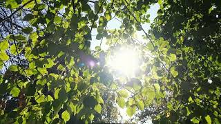 Relaxing music & nature | Leafly Origin