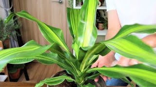 How To Polish Houseplant Leaves