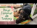 5 sauvons laka et ses chiots  pour lamour de tommy  grosse dcision