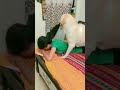 Watch the 50 days labrador activity 😳| Labrador cute female| #shorts#dog