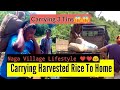 Naga Boy Carrying Harvested Rice For Whole Day | Family | Imkong Mayang