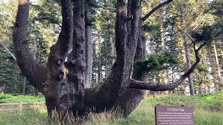 They Call it the Octopus Tree - Cape Meares State Scenic Viewpoint Tillamook Oregon