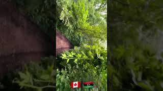 Montreal Jungle Canada 🍁