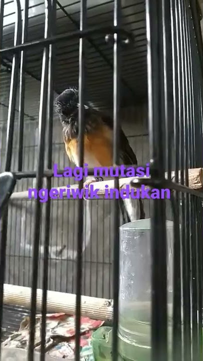 murai betina ngeriwik