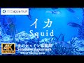 【4K】サンシャイン水族館の海の忍者 イカ動画1時間 ( Ninja of the sea for squid Sunshine Aquarium Tokyo Japan 1hours )