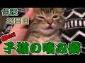 【第27話】子猫の噛み癖、甘噛みではなく本気噛み!(面白い&可愛い子猫)
