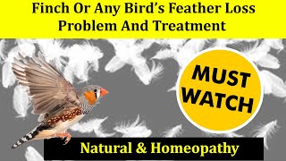 Finch Or Any Bird’s Feather Loss Problem And Treatment .| Natural & Homeopathy Care.