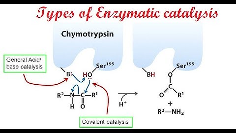 Enzymes Lecture 4: Types of catalysis in enzymatic reactions