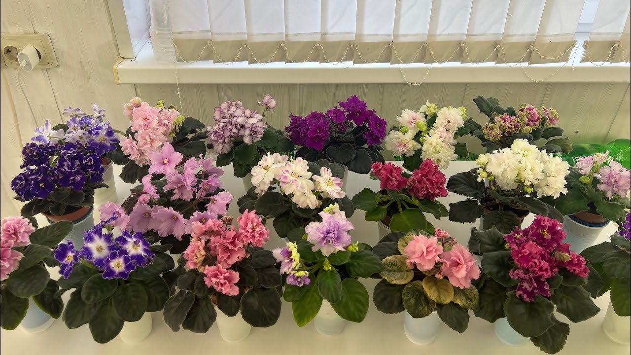 Цветем🌸 Всех мужчин с праздником 🥰