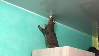 Кошка грызёт натяжной потолок